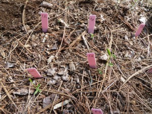 Spartium germinants