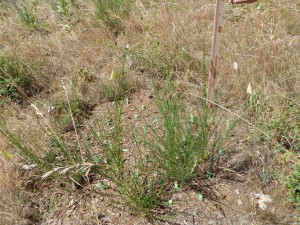 Scotch broom 18 months after planting, in a canopy gap